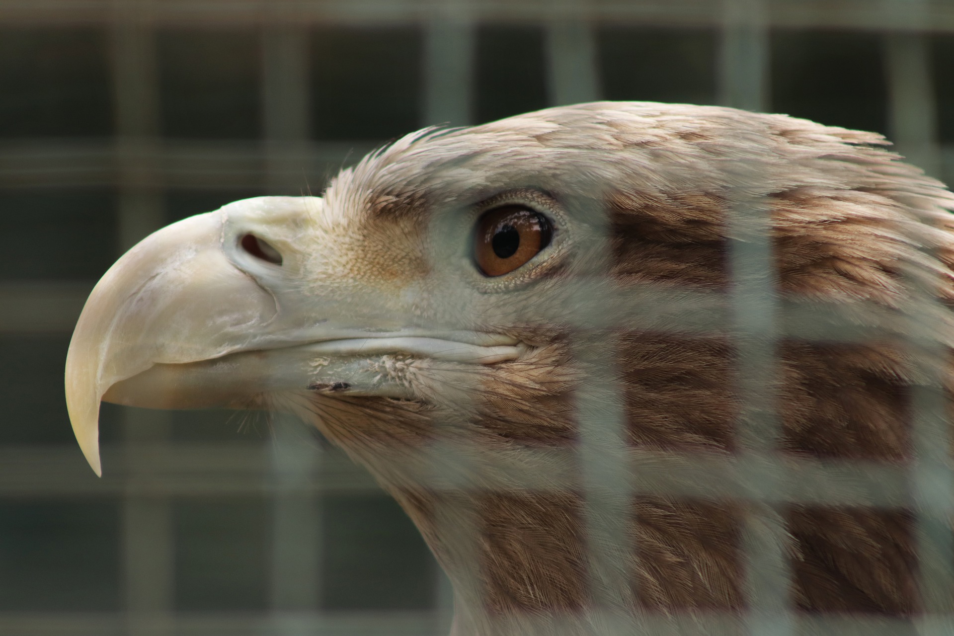 orzel